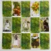 Карти Таро - Шлях Сновидінь, зменшена (Dreaming Way Tarot)